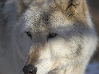 Arctic Wolf 076